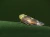 Tremulicerus tremulae